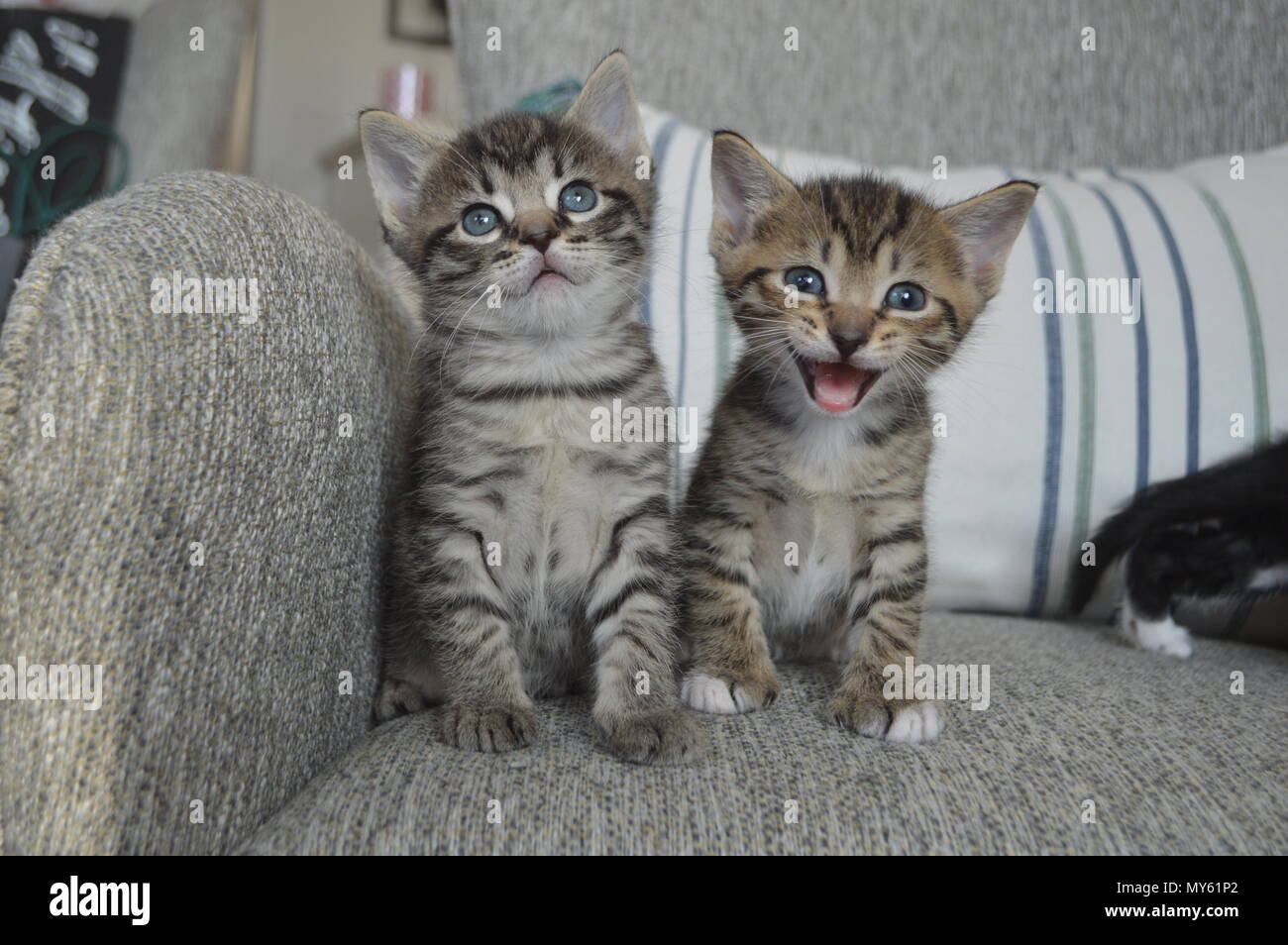Two tabby kittens, one kitten meowing Stock Photo Alamy