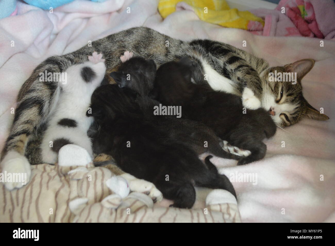 Mother Cat Not Nursing Kittens at Shannon Beres blog