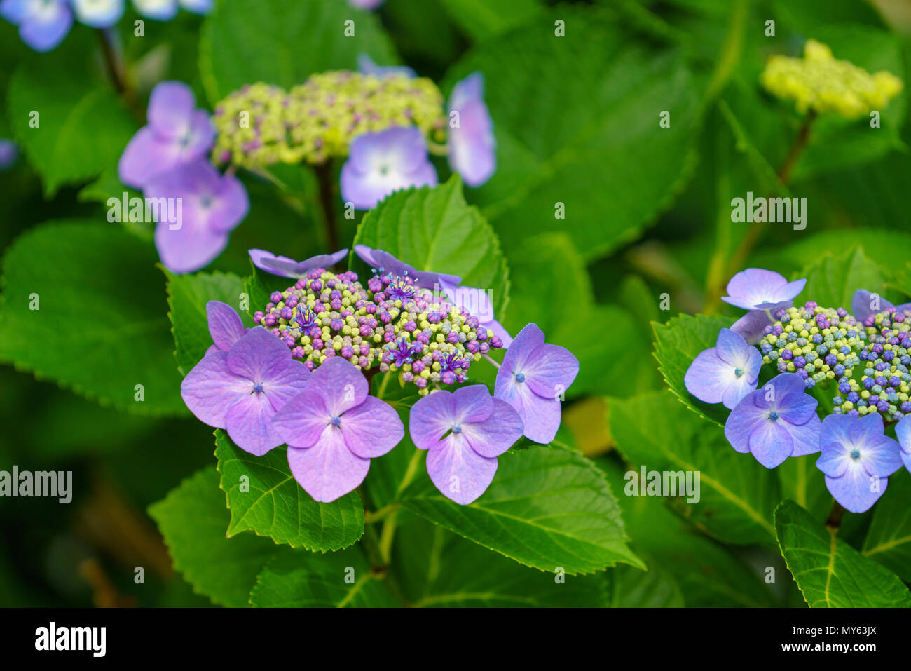 A young hydrangea bloom just coming into flower in Tokyo, Japan Stock
