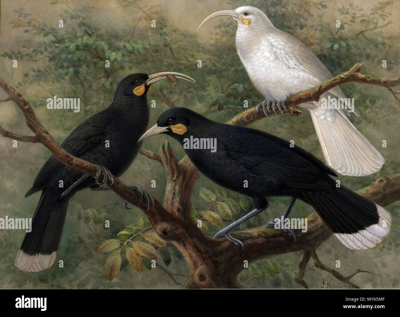 . Huia, 'Heteralocha acutirostris.' . Published circa 1900. By J. G. Keulemans 295 Keulemans Huias Stock Photo