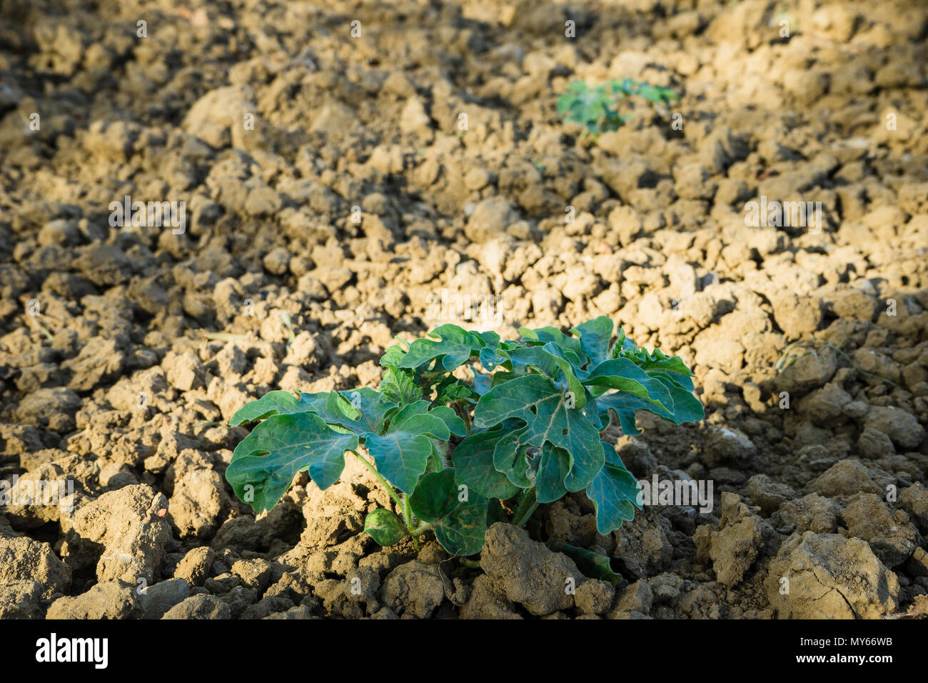 Melon plant flowering at field Stock Photo Alamy