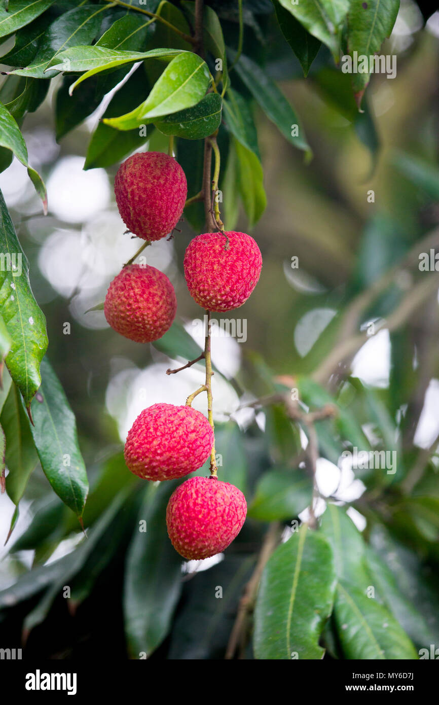 Litchi, Lichee, Lichie Leechee, Lichi, Bangla: Lichu. The Lychee is a fresh  small fruit having whitish pulp with fragrant flavor. The fruit is covered  Stock Photo - Alamy