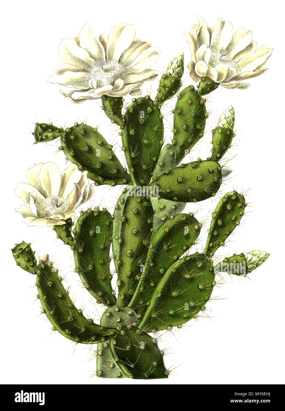 . English: Opuntia polyacantha . 1904. Schumann, Gürke & Vaupel Peter A. Mansfeld for the filtred image. 399 Opuntia polyacantha BlKakteenT75 Stock Photo