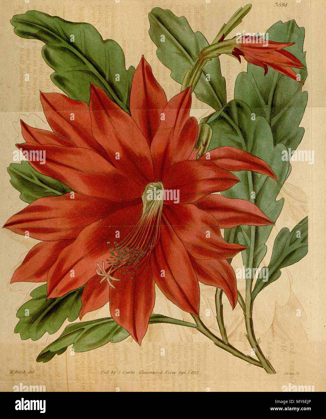 141 Disocactus ackermannii Curtis’s Botanical Magazine Stock Photo