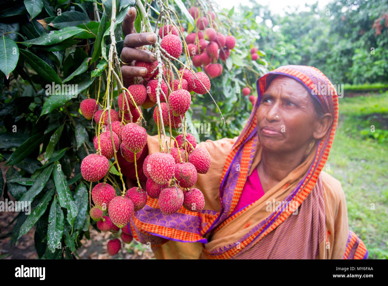 Lychee Fruit Harvesting At Rooppur Ishwardi Bangladesh Stock Photo