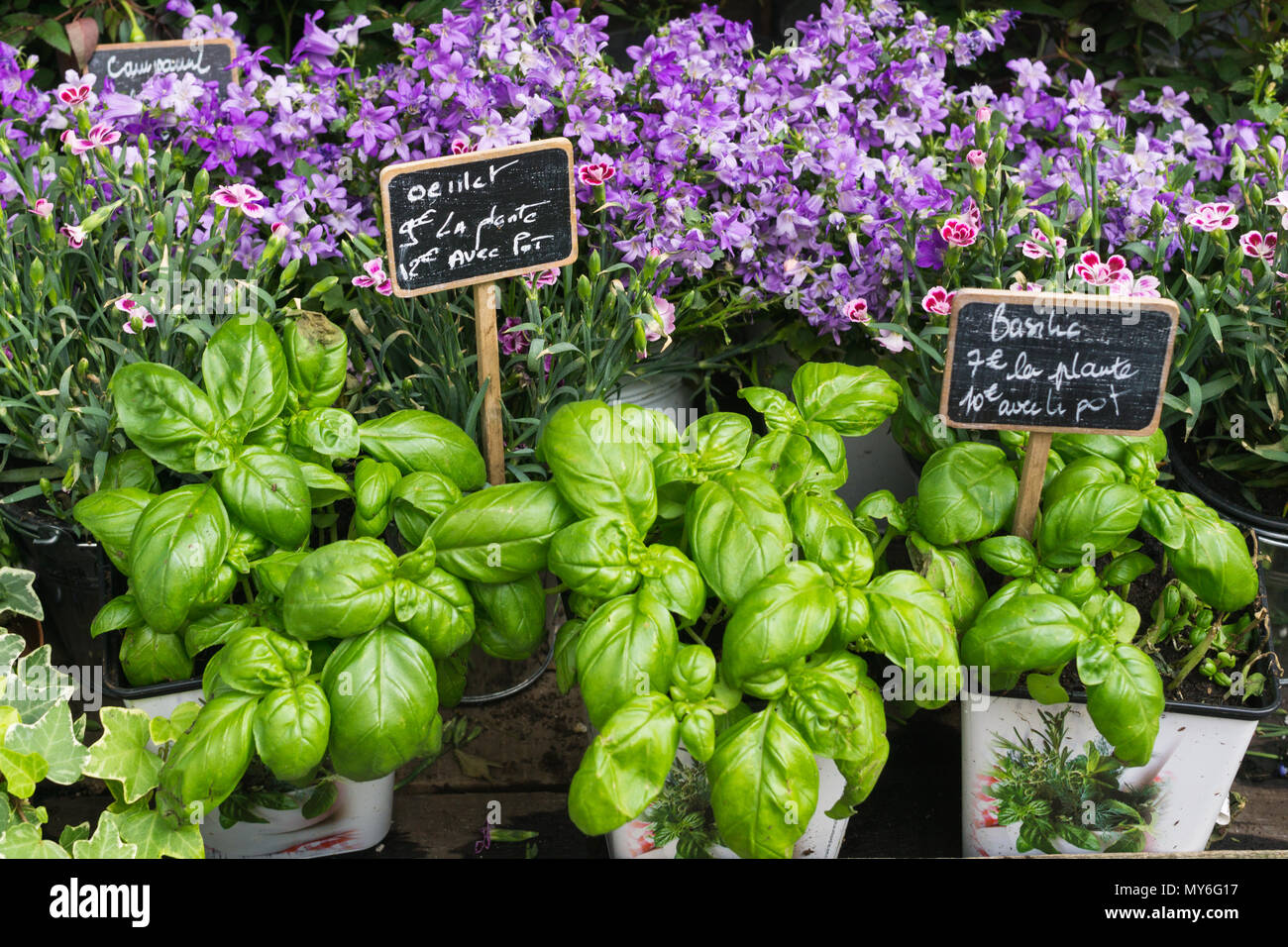 Basilic, carnation flower, and other pot plants selling in Paris, France. Stock Photo