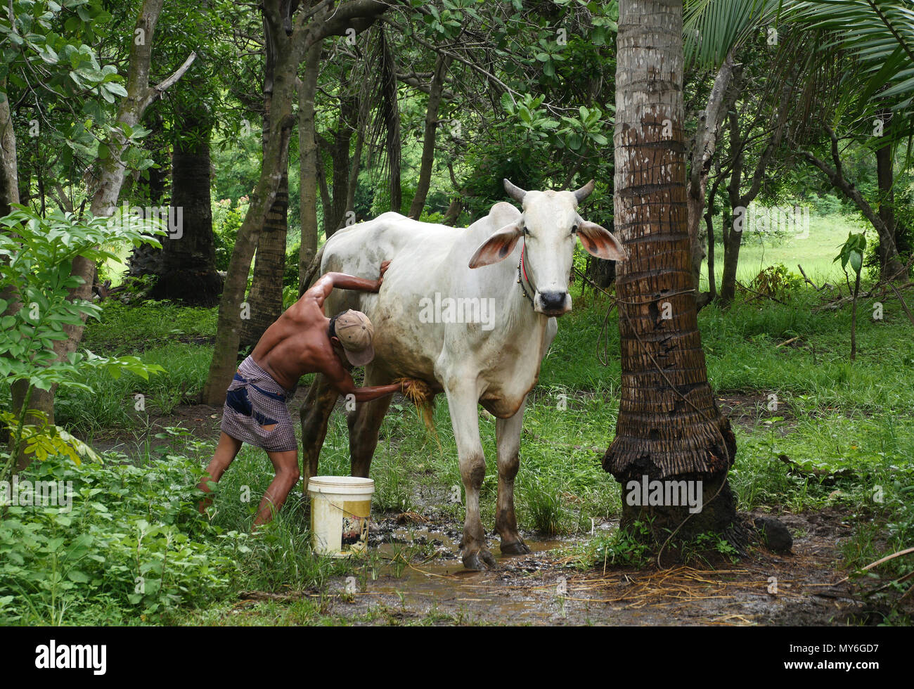 A Cambodian man in a tropical forest, washing a large white cow during the rainy season. Stock Photo