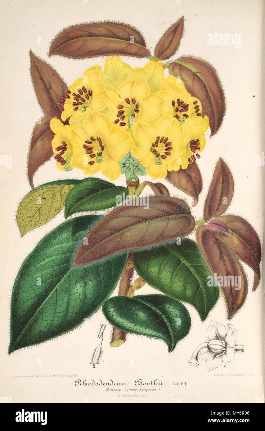 . English: Rhododendron boothii . 15 February 2013, 00:43:44. L’Illustration horticole 453 Rhododendron boothii 2 Stock Photo