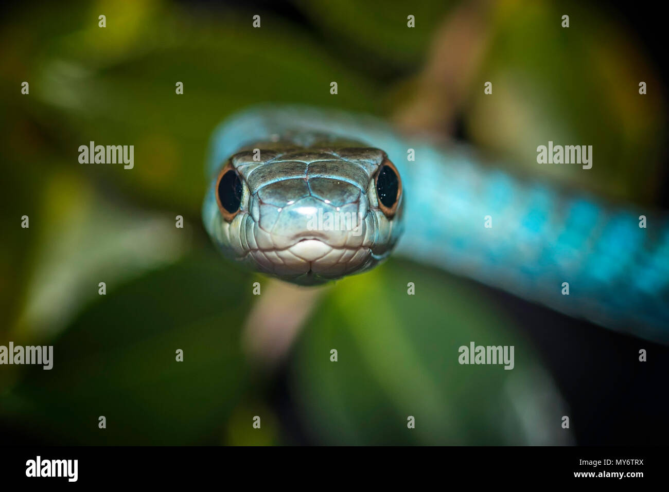 Green Tree Snake Stock Photos Green Tree Snake Stock Images Alamy