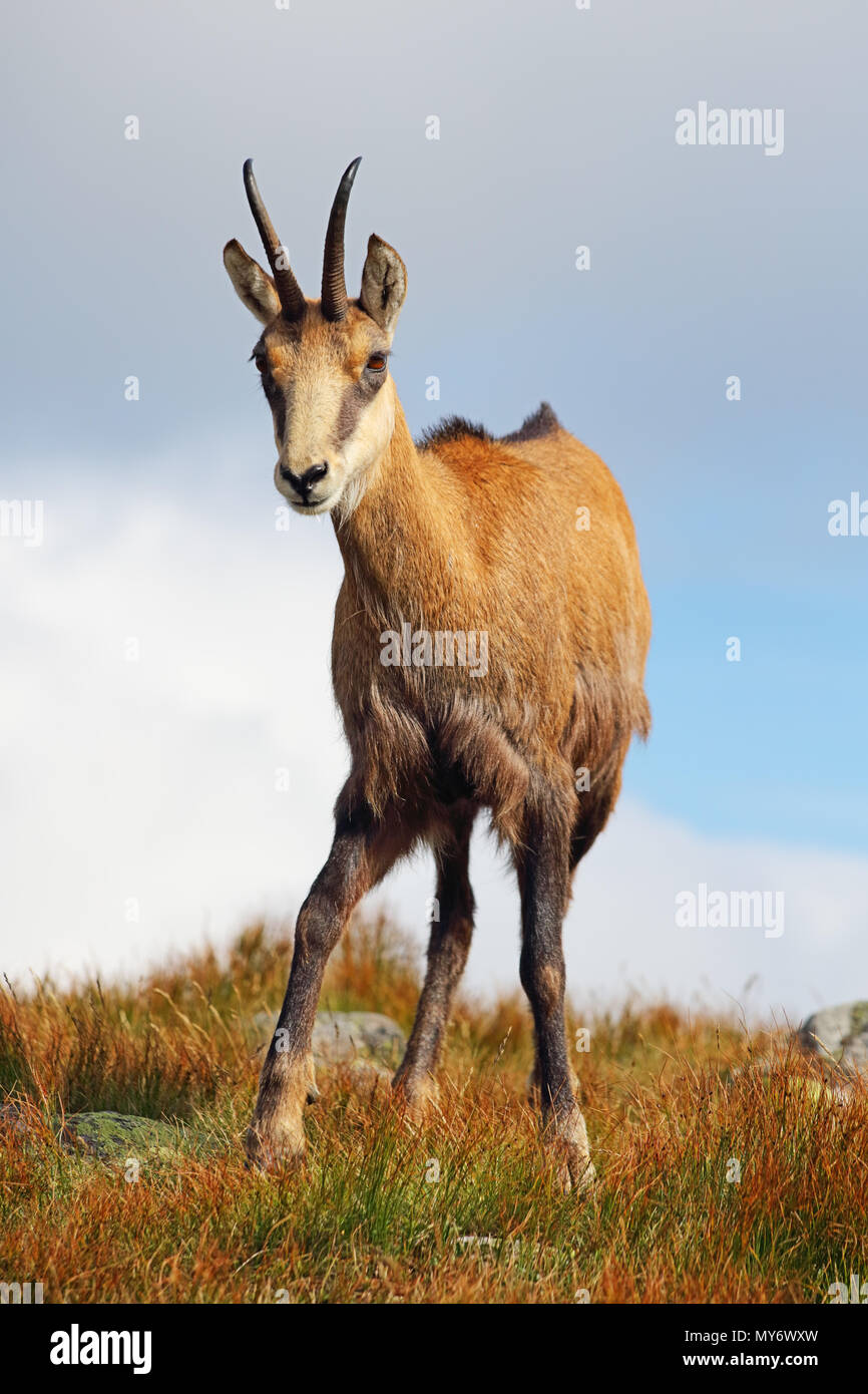 Chamois in mountain Stock Photo Alamy
