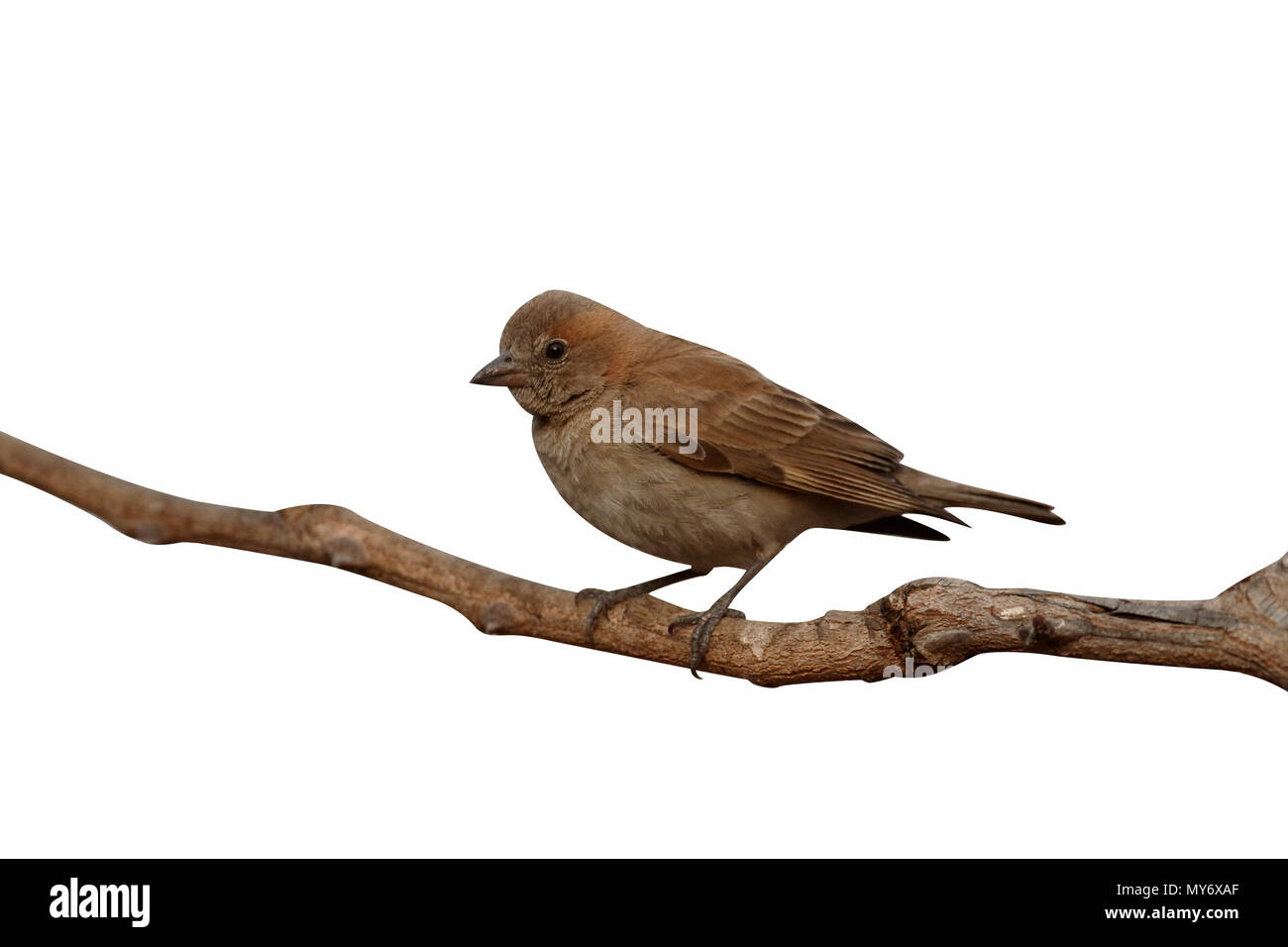 Bush petronia, Petronia dentata, single bird on branch, Gambia, February 2016 Stock Photo