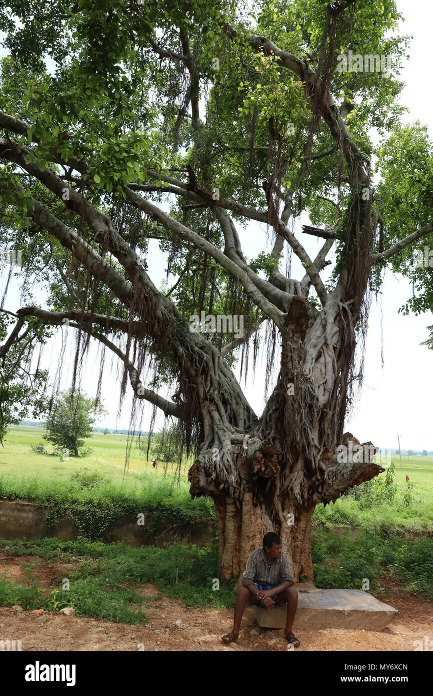 Vat vriksha hires stock photography and images Alamy