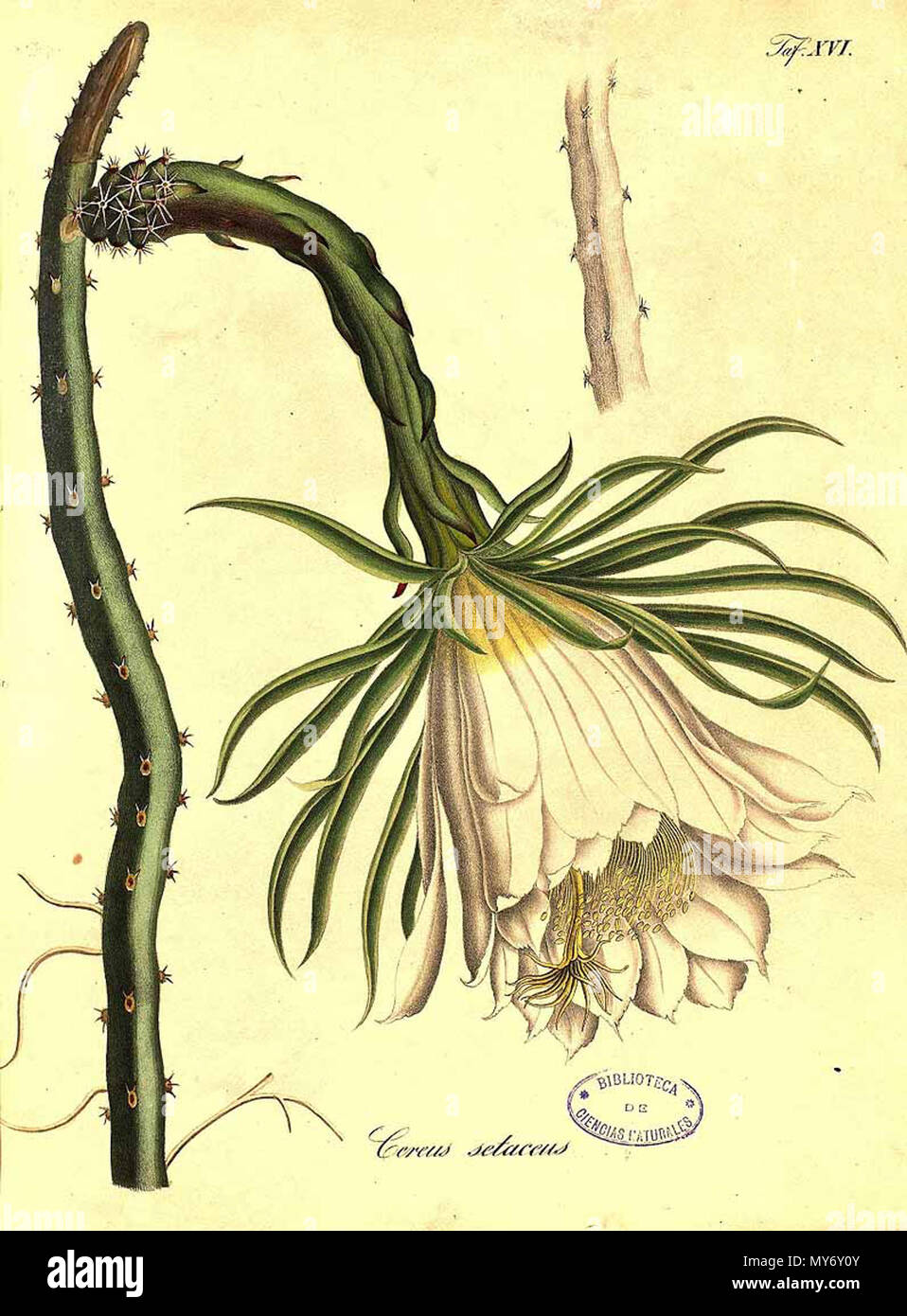 . English: Hylocereus setaceus, as Cereus setaceus . 16 March 2014, 19:38:37. Pfeiffer, L. & Otto, F., 251 Hylocereus setaceus Stock Photo