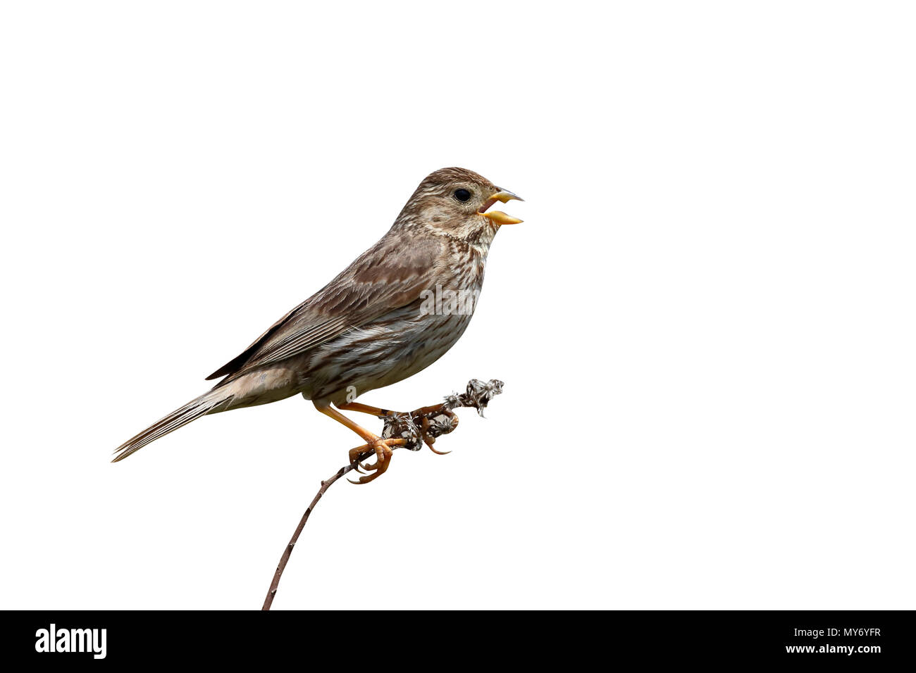 Corn bunting, Emberiza calandra, single bird on perch, Limnos, Greece, June 2017 Stock Photo