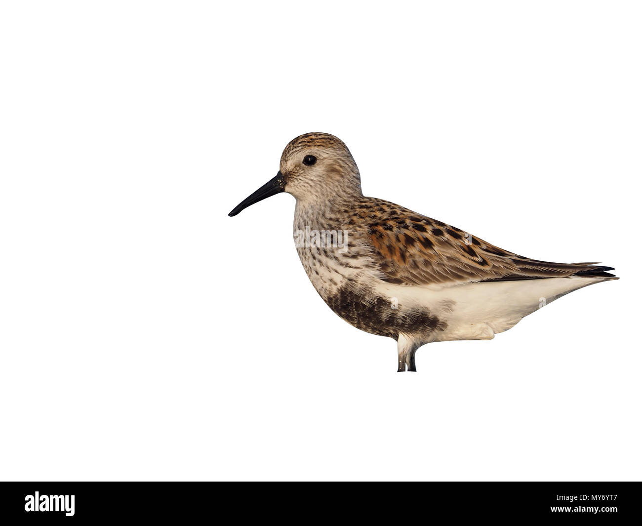 Dunlin, Calidris alpina, single bird in water, Spain, May 2018 Stock Photo