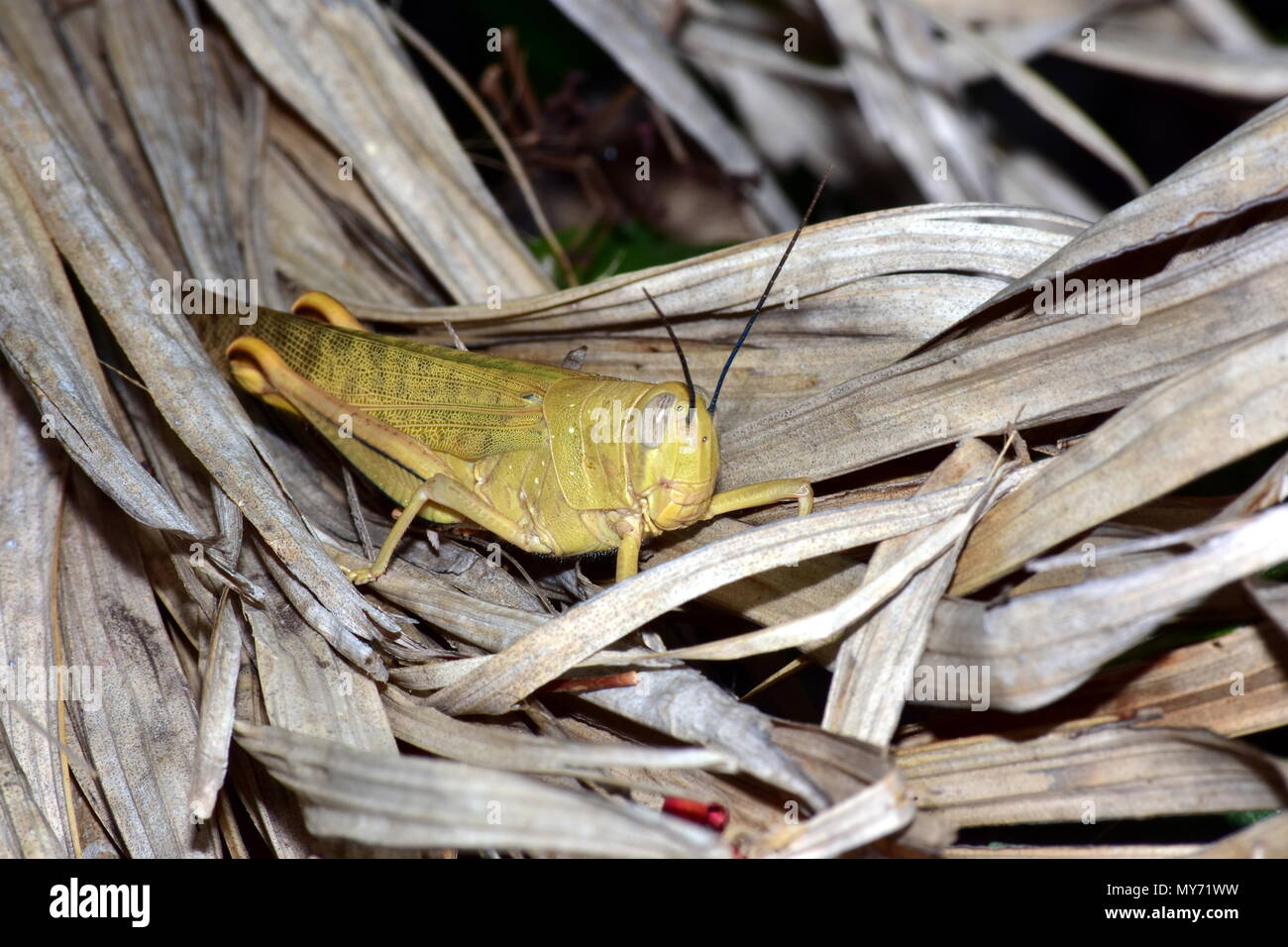 australian giant grasshopper, Valanga irregularis Stock Photo