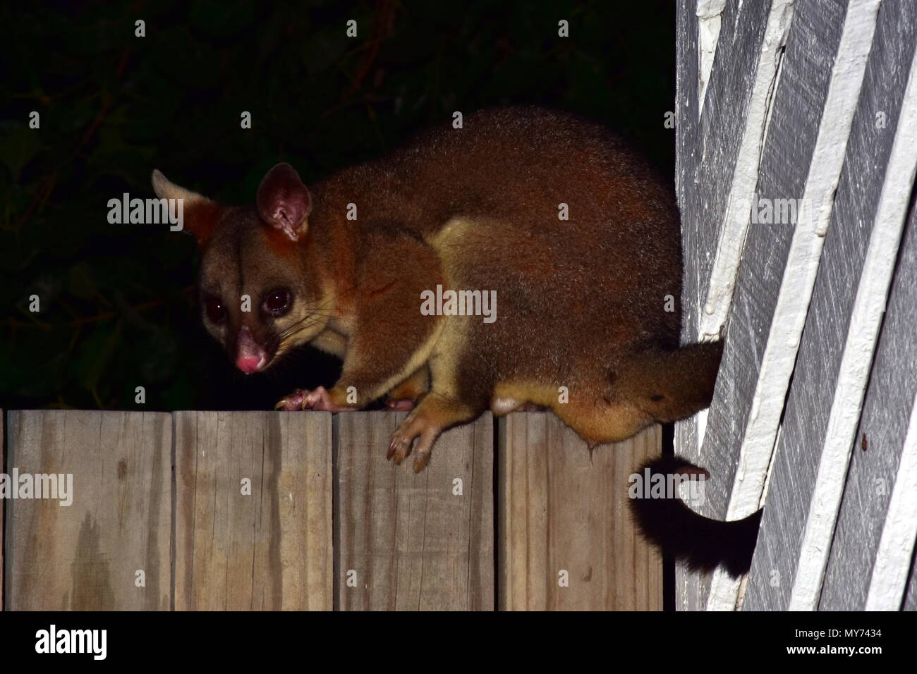 Common brush tail possum, Trichosurus vulpecula Stock Photo Alamy