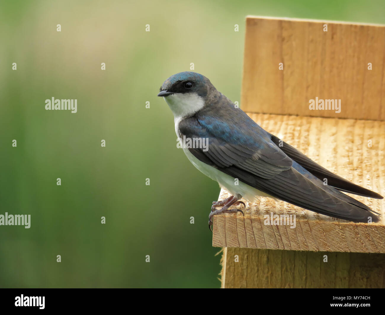 Tree swallow (Tachycineta bicolor) sitting on a nesting box in Julia Butler Hansen National Wildlife Refuge Stock Photo
