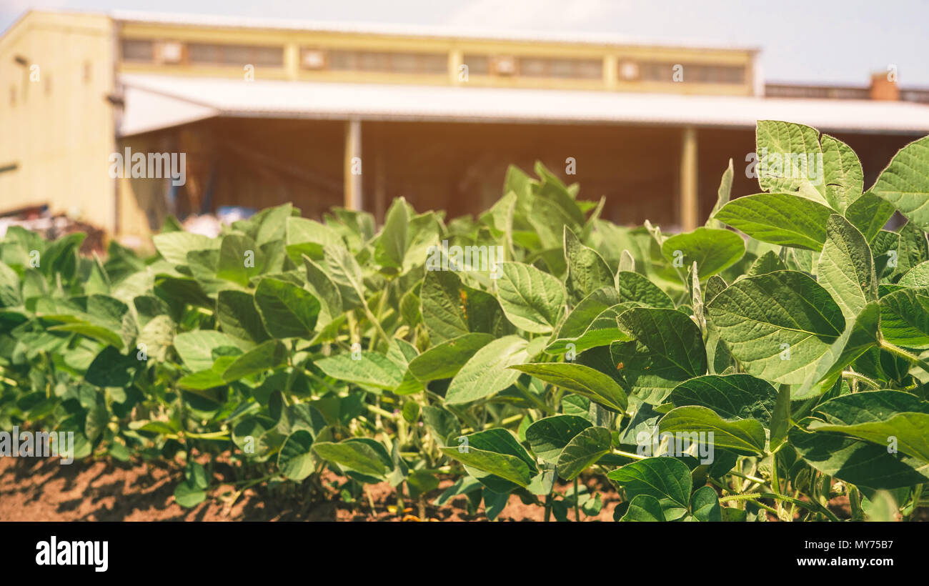 Soybean growing hi-res stock photography and images - Alamy