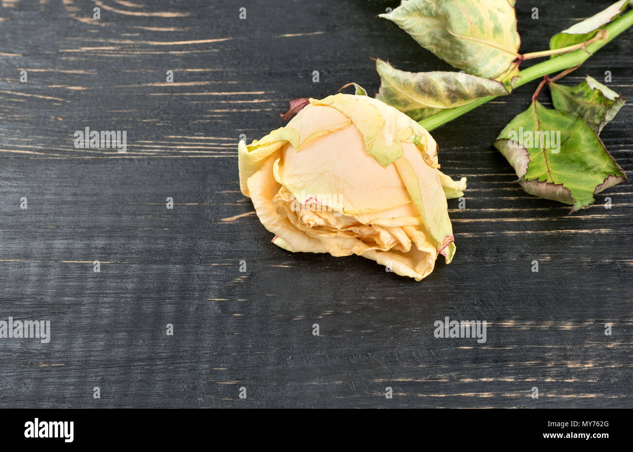 Sluggish yellow rose on wooden background closeup Stock Photo