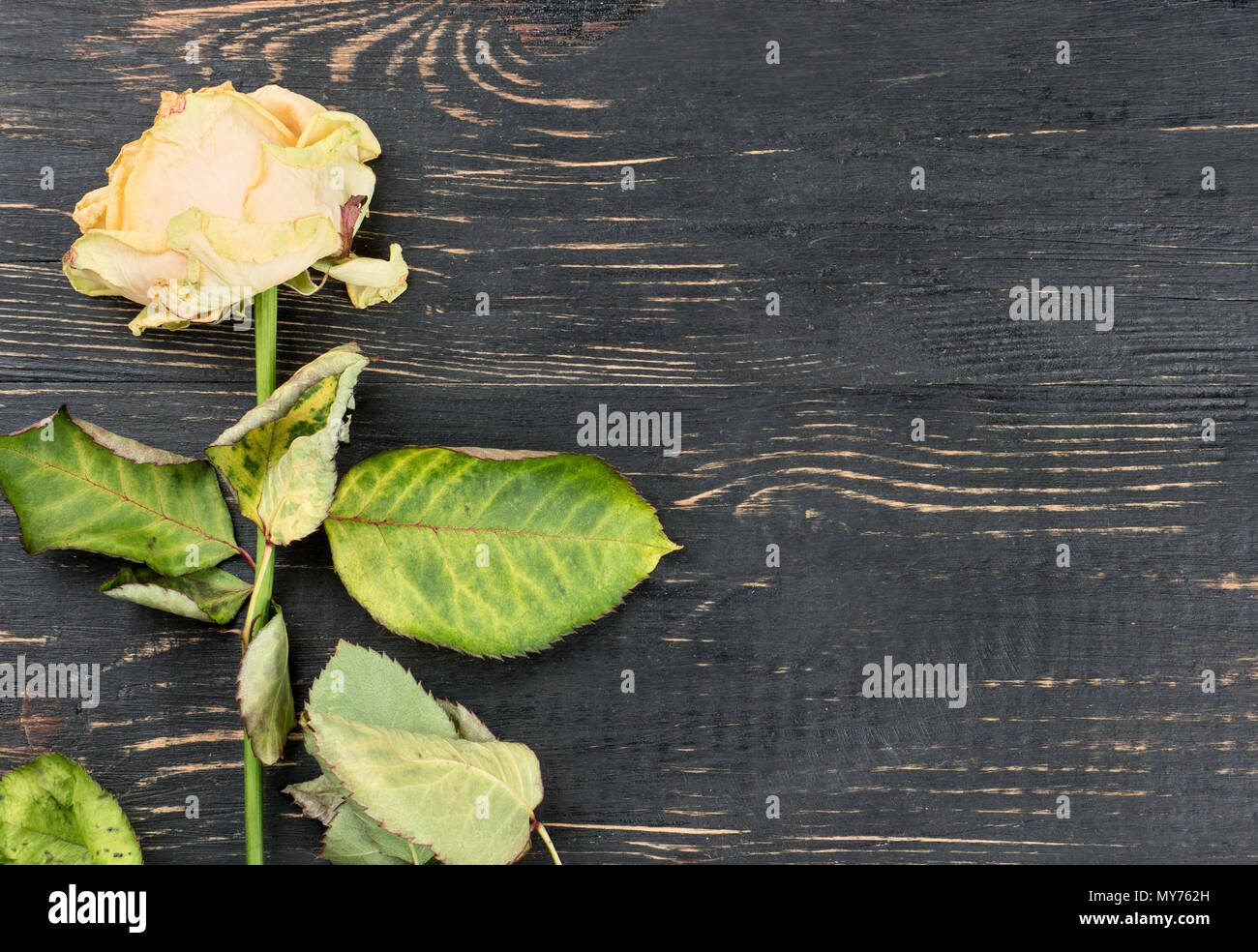 Sluggish yellow rose on wooden background, top view Stock Photo