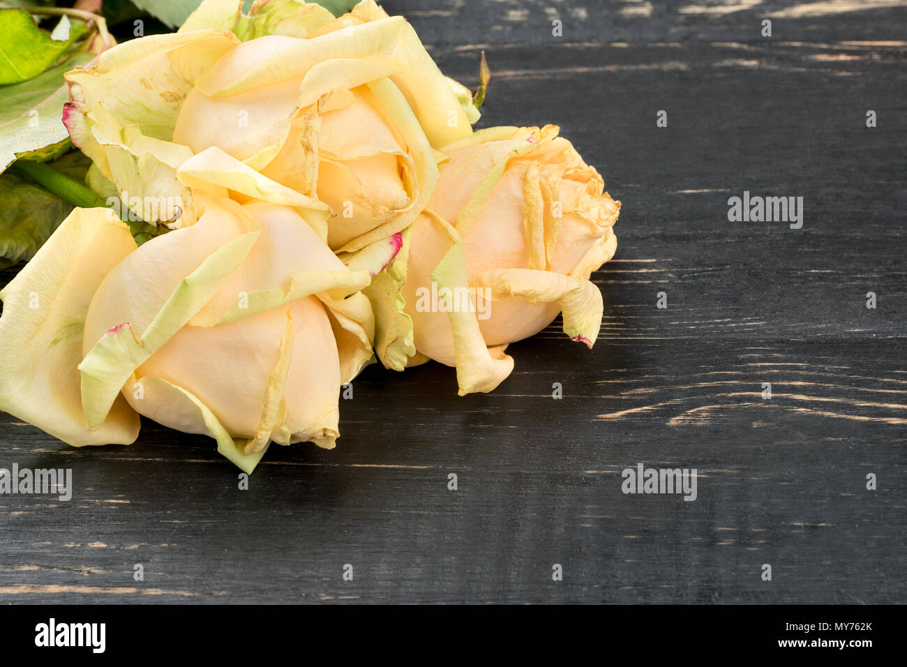 Three sluggish yellow rose on a wooden background, closeup Stock Photo