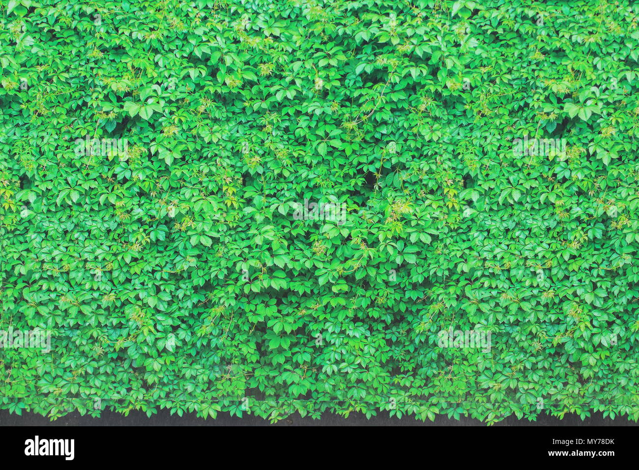 What appears to look like a real hedge is just a photograph on hoarding around a construction site in Leeds Stock Photo
