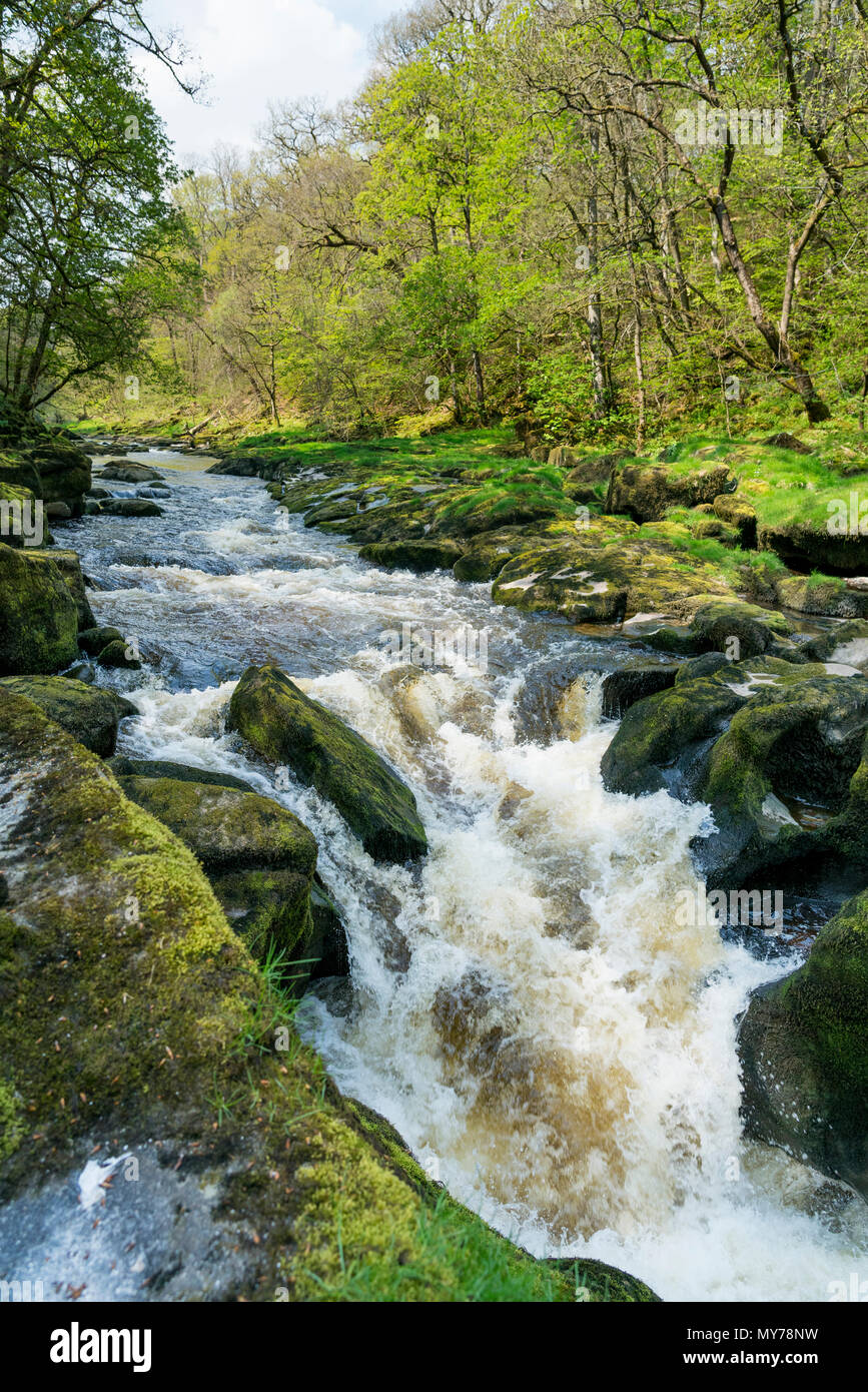 The River Wharfe narrows as it passes through the Strid just north from Bolton Abbey on the Cavendish Estate in Lower Wharfedale. Stock Photo