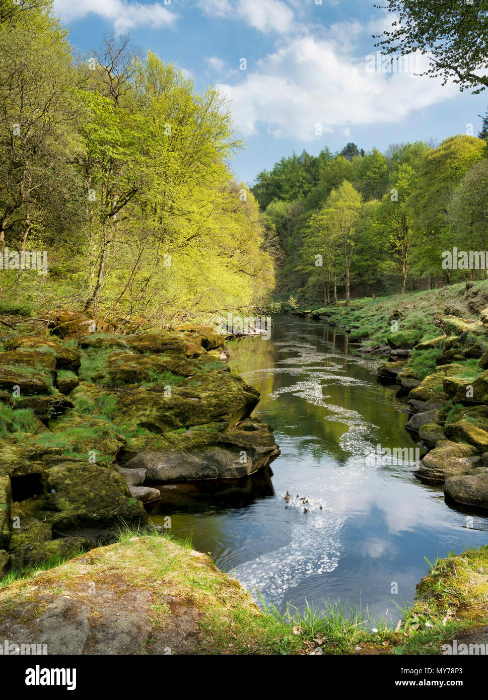 The River Wharfe narrows as it passes through the Strid just north from Bolton Abbey on the Cavendish Estate in Lower Wharfedale. Stock Photo