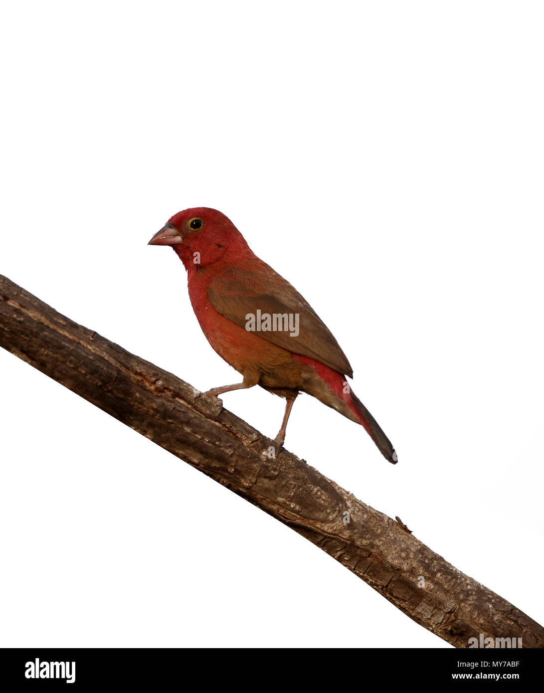 Red-billed firefinch, Lagonosticta senegala, single bird on branch, Gambia, February 2016 Stock Photo