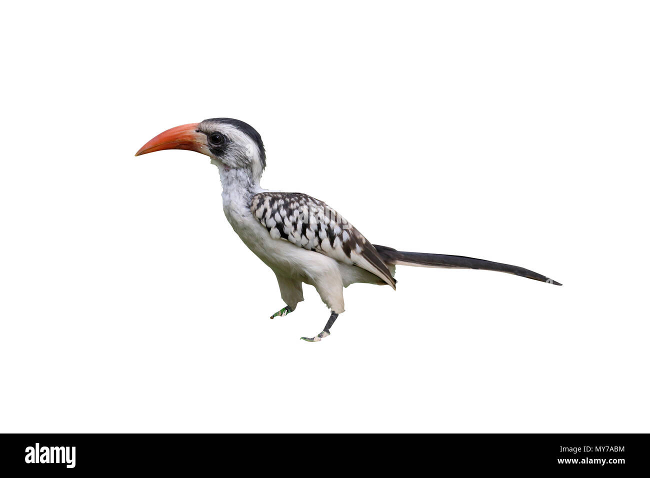 Red-billed hornbill, Tockus erythrorhynchus, single bird on grass, Gambia, March 2017 Stock Photo