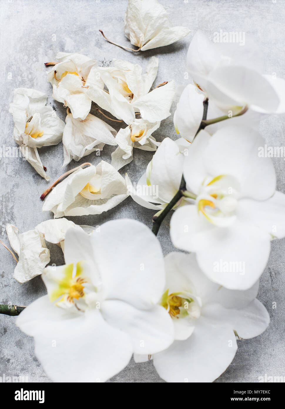 White orchid flowers, close up overhead view Stock Photo