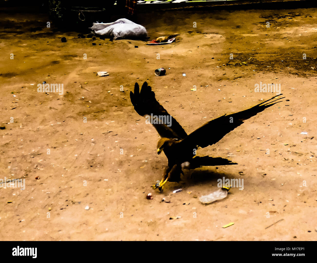 Eagle feeding, national entertainment in Harar in Ethiopia Stock Photo