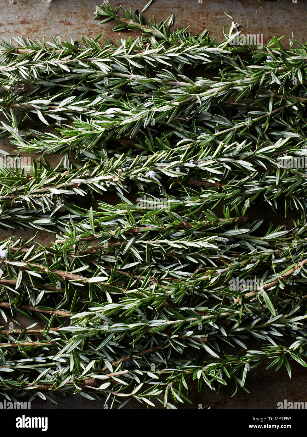 Still life of rosemary herb, overhead view Stock Photo