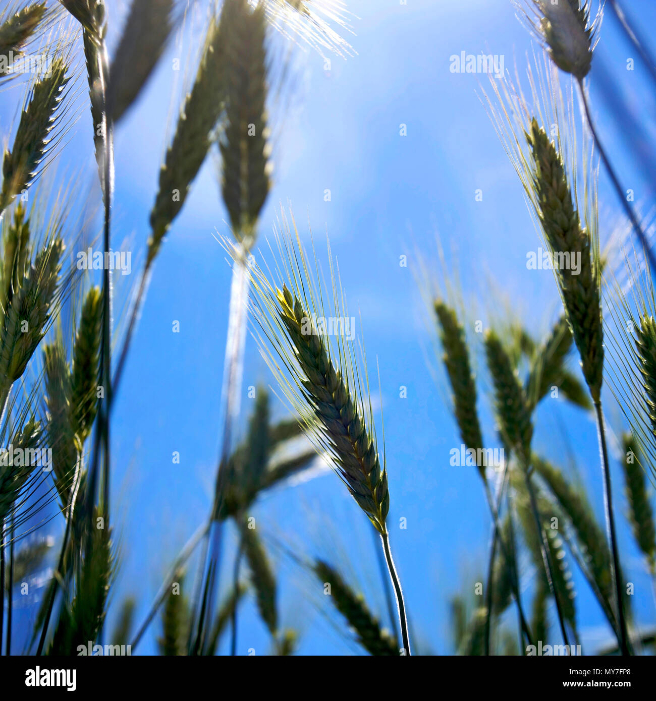 Close up view wheat hi-res stock photography and images - Alamy