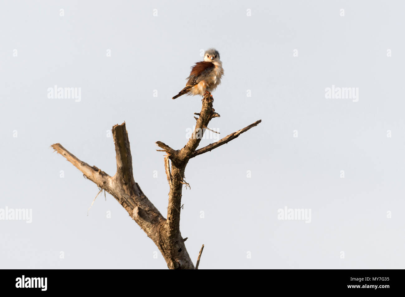 Pigmy falcon (Poliohierax semitorquatus), Tsavo, Coast, Kenya Stock Photo