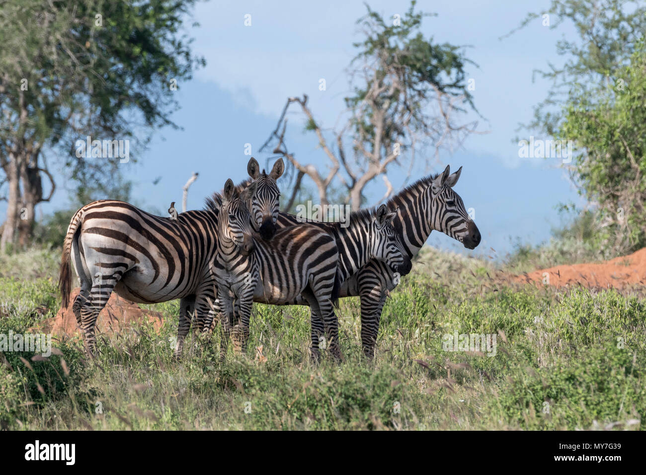 Plains zebras (Equus quagga), Tsavo, Coast, Kenya Stock Photo