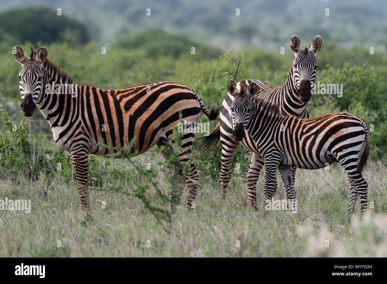 Plains zebras (Equus quagga), Tsavo, Coast, Kenya Stock Photo