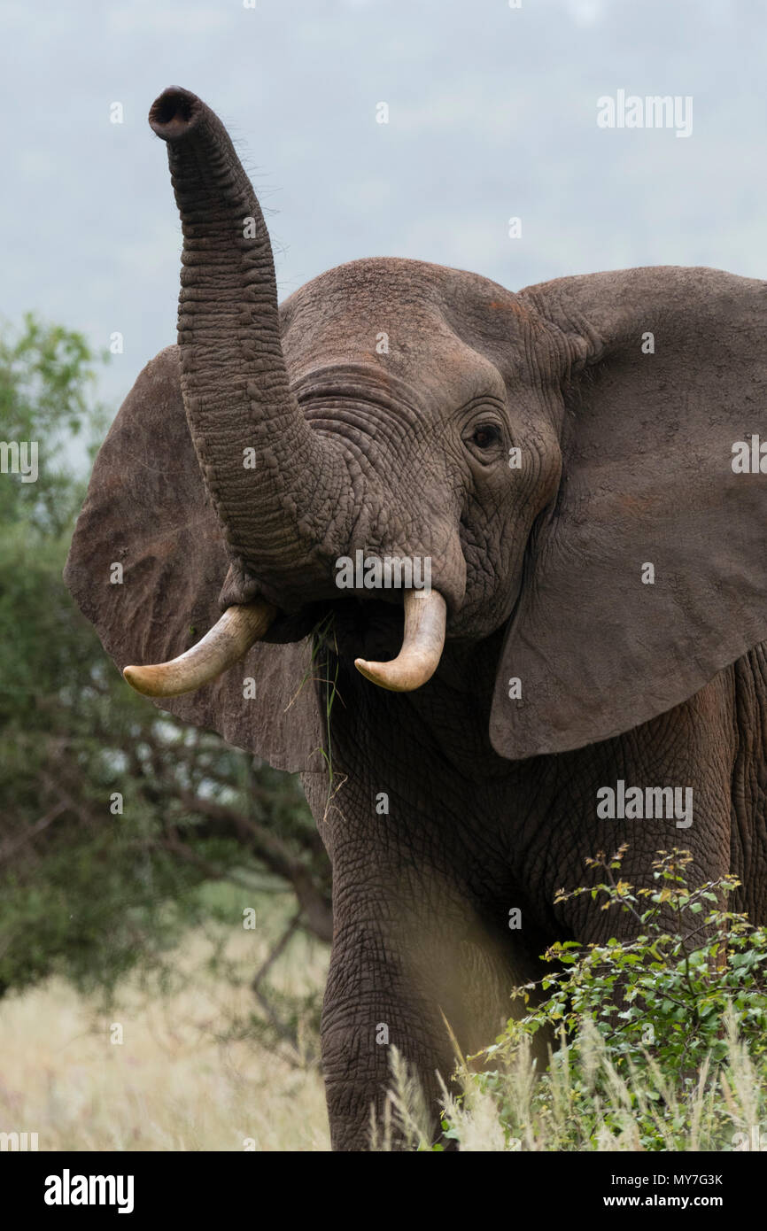 African elephant (Loxodonta africana), Tsavo, Coast, Kenya Stock Photo