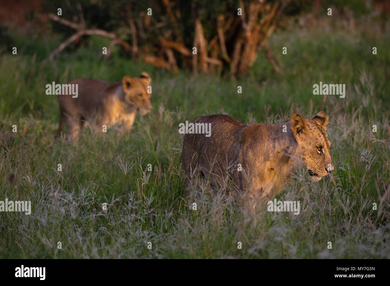 Lion cubs (Panthera leo) walking, Tsavo, Coast, Kenya Stock Photo