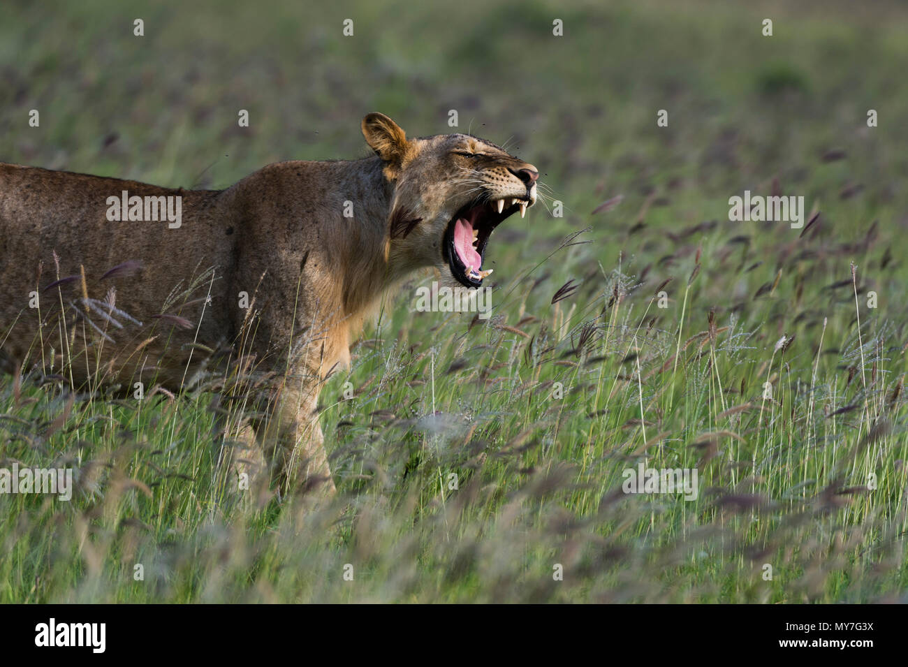 Young lion (Panthera leo) yawning, Tsavo, Coast, Kenya Stock Photo