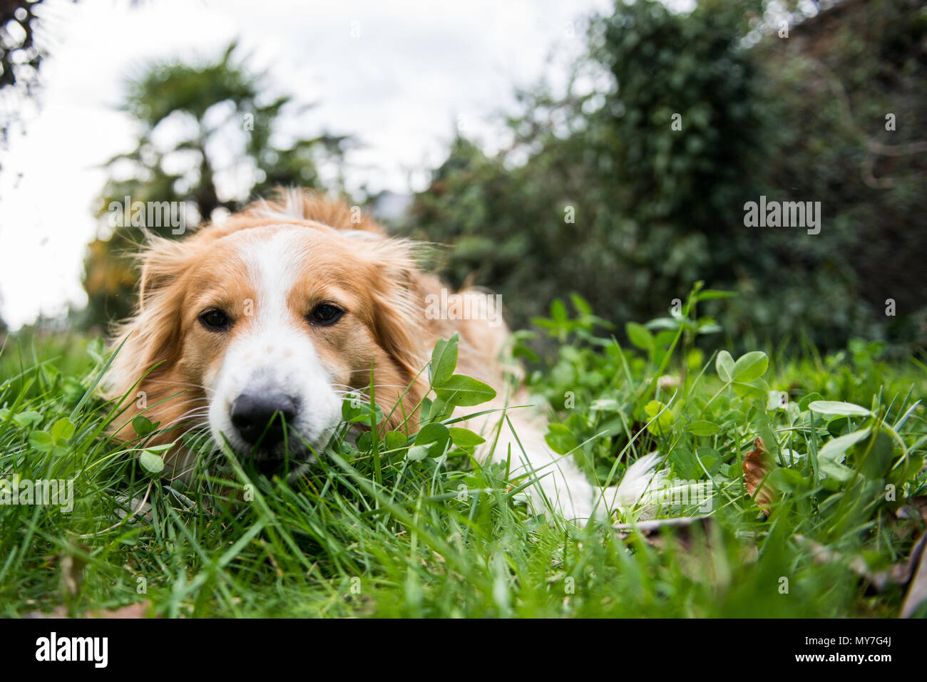 Portrait of domestic dog, lying in grass, close-up Stock Photo