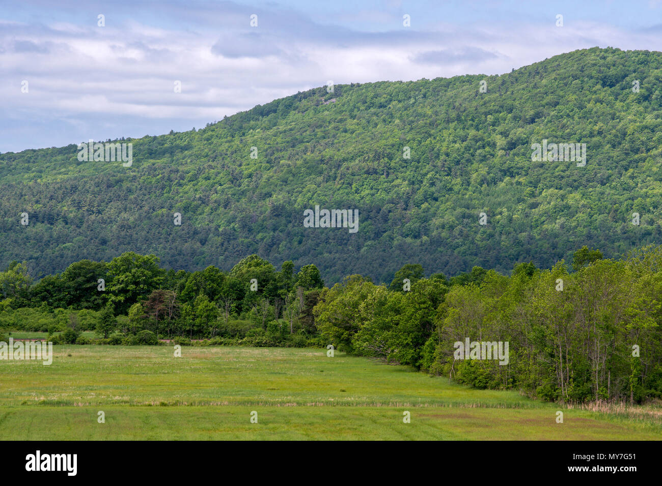 Beautiful forest in summer in Adirondacks Mountains Stock Photo