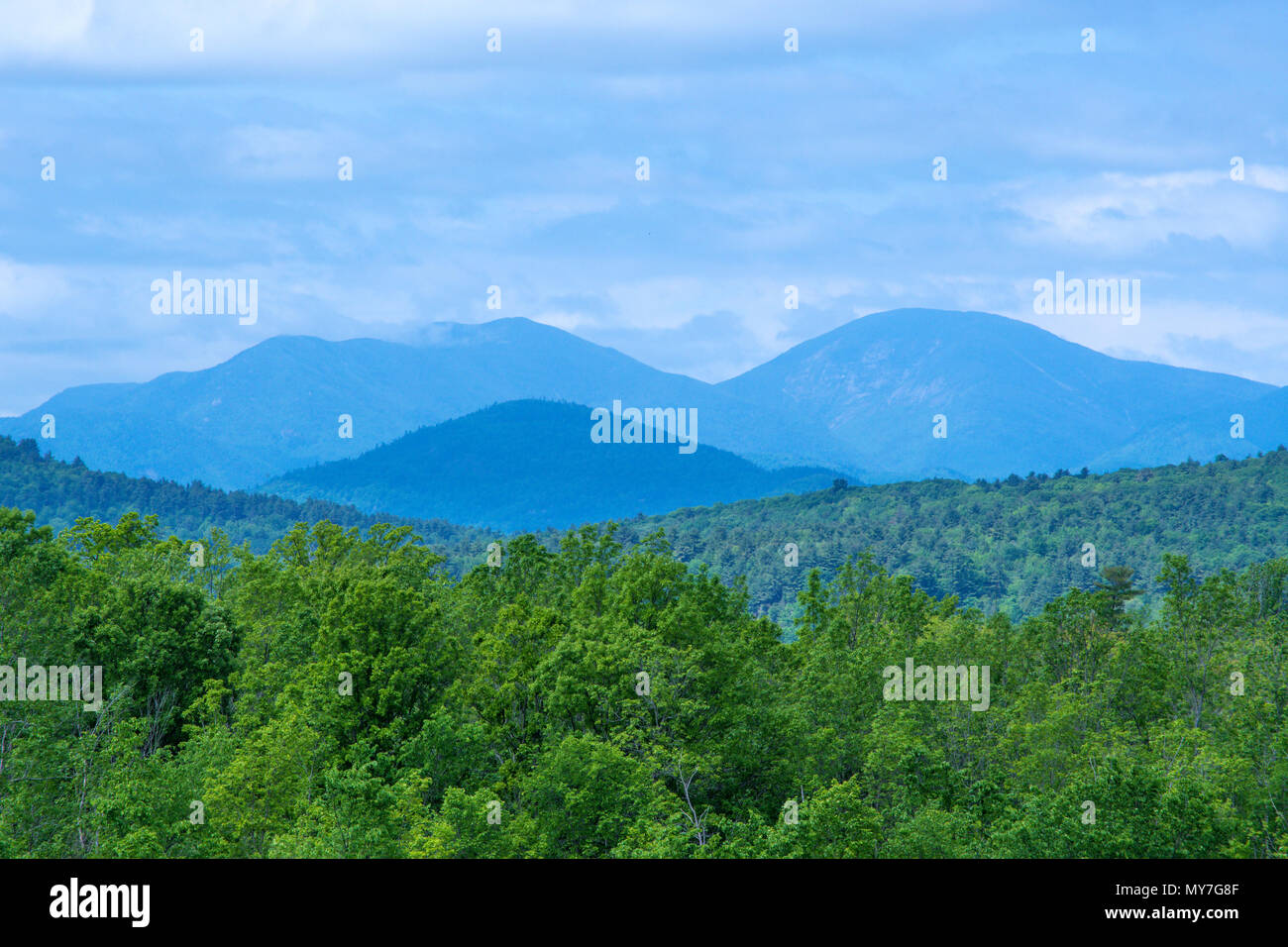Beautiful forest in summer in Adirondacks Mountains Stock Photo