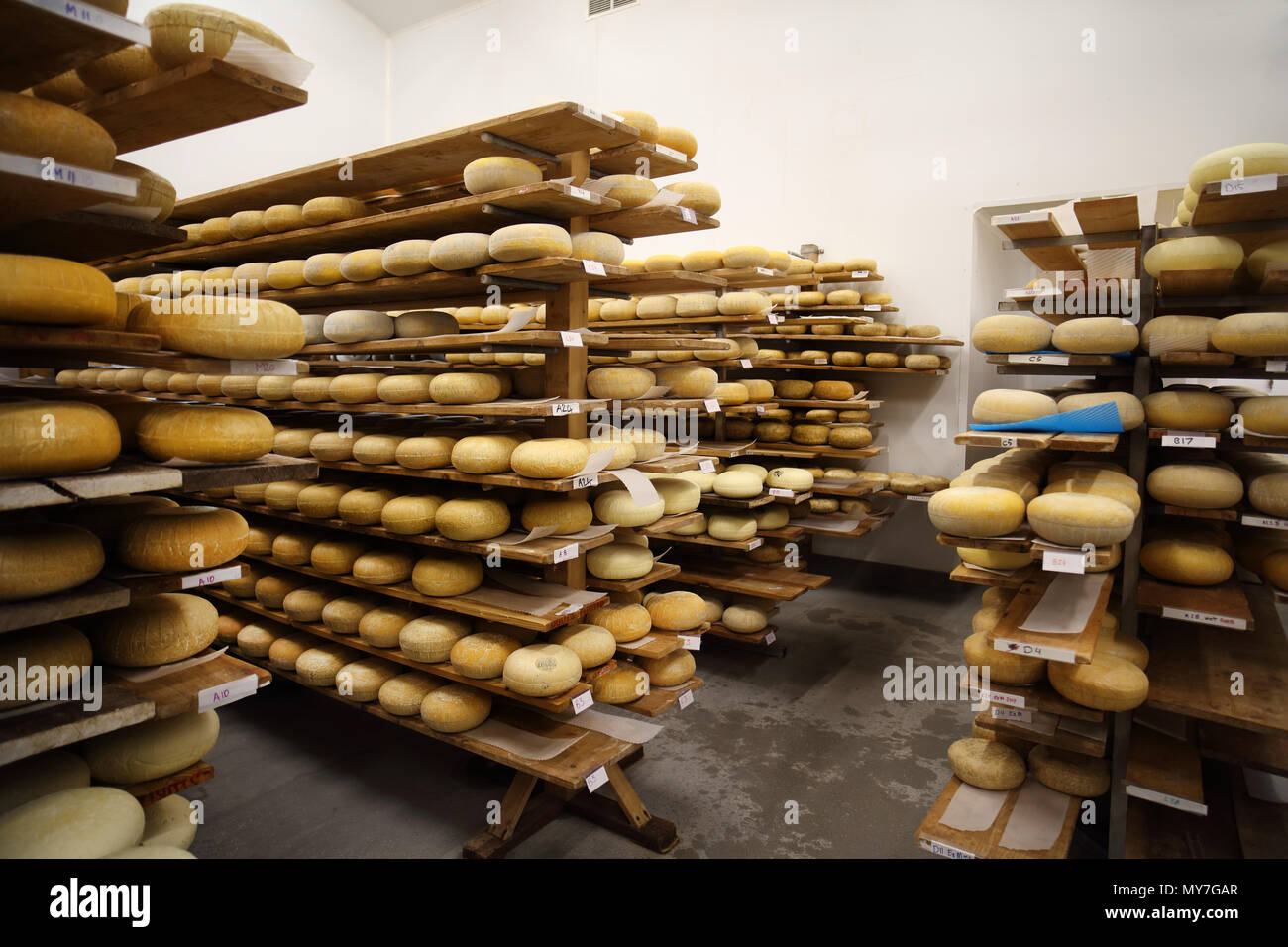 Ageing room where hard cheeses are stored to mature Stock Photo