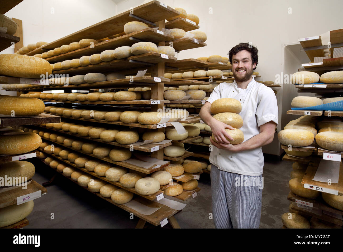 Portrait of cheese maker carrying hard cheeses for inspection, in ageing room where hard cheeses are stored Stock Photo