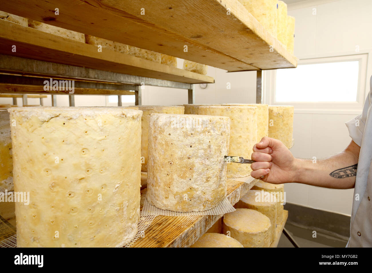 Portrait of cheese maker carrying hard cheeses - Stock Image - F023/1666 -  Science Photo Library