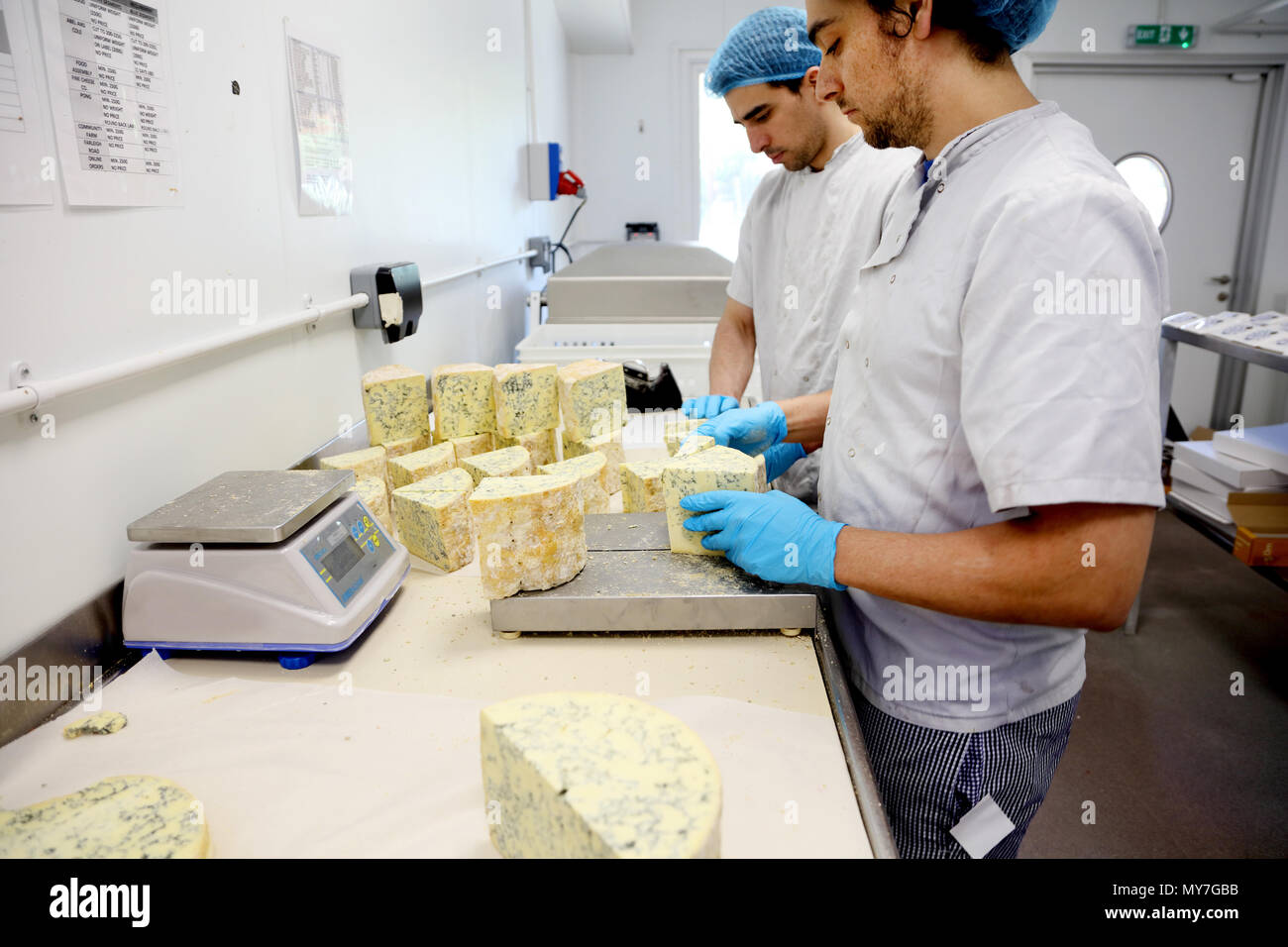 Cheese makers cutting blocks of blue stilton to package and send off to
