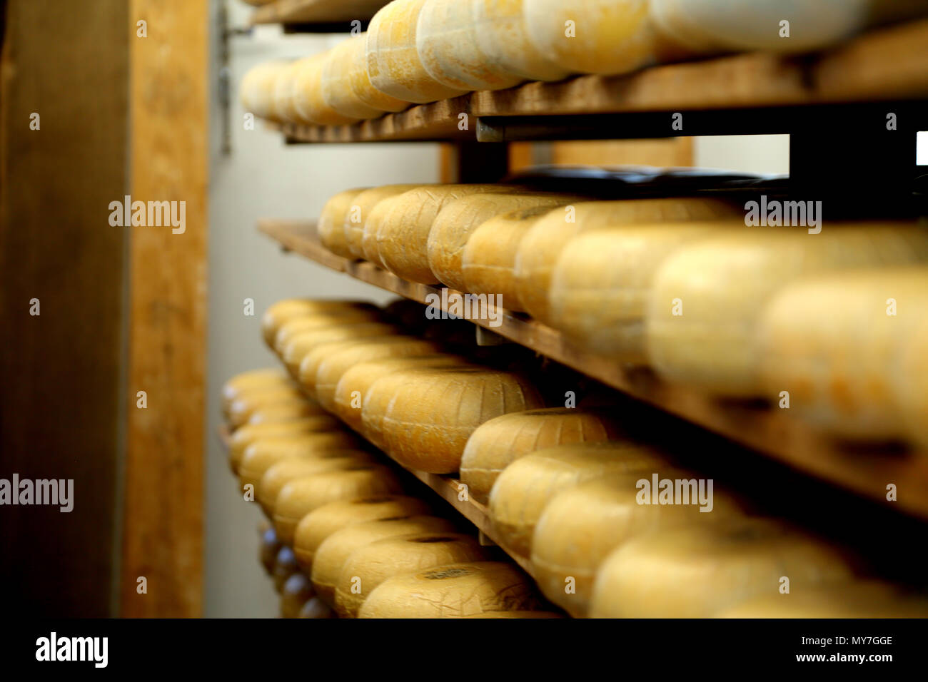 Shelves of hard cheeses stored to mature in ageing room Stock Photo