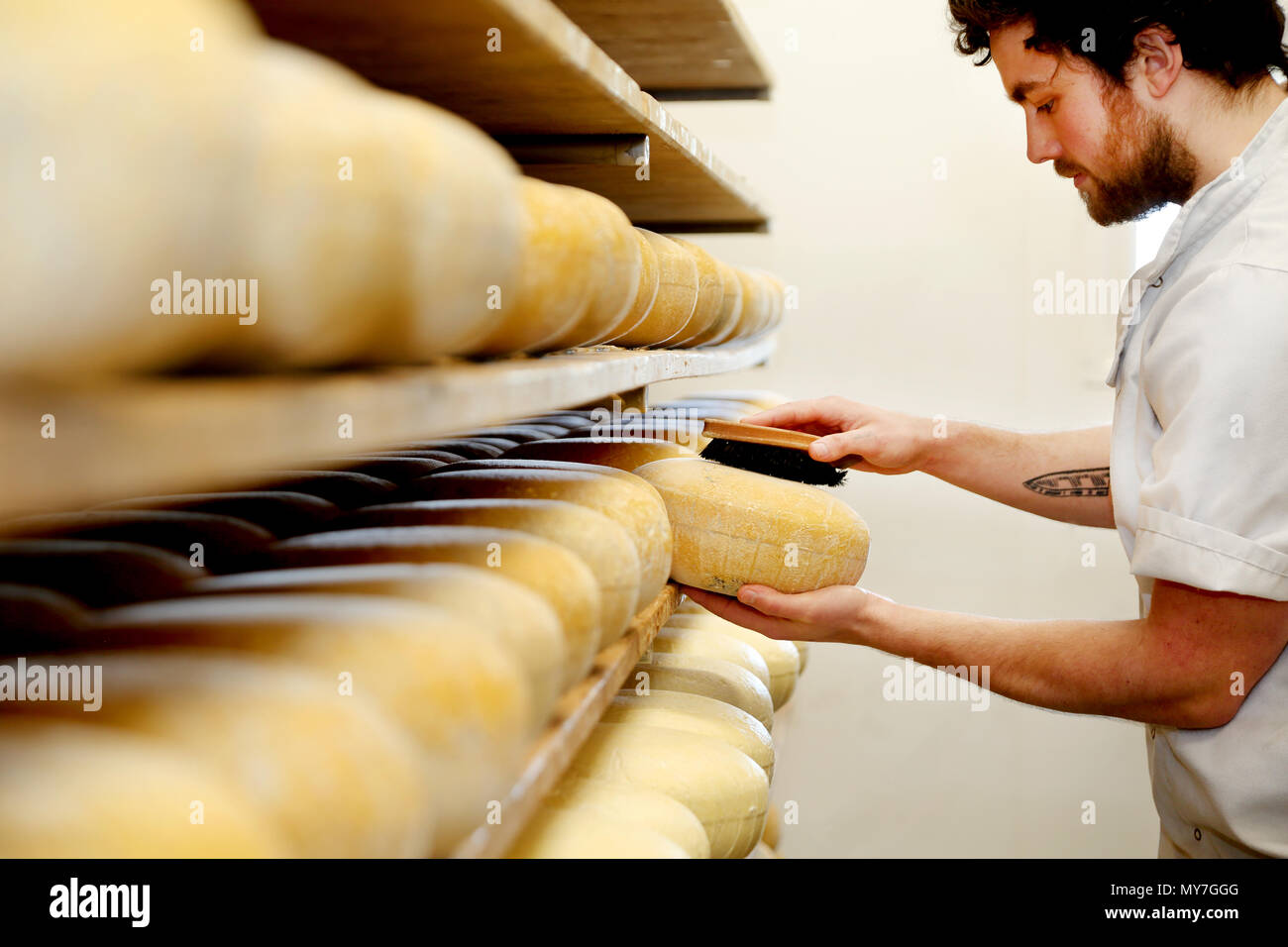 Cheese maker brushing mould off the hard cheeses by hand Stock Photo